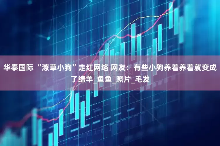 华泰国际 “潦草小狗”走红网络 网友：有些小狗养着养着就变成了绵羊_鱼鱼_照片_毛发